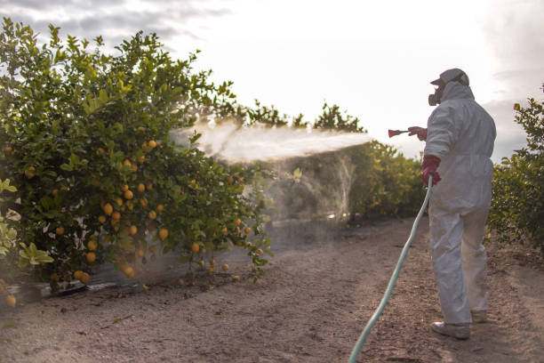 Best Wasp Removal Services  in Medpolis, IA